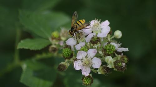 Volucella inanis